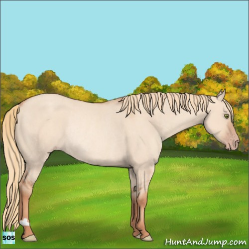 Horse Color:Gold Champagne Dun Rabicano