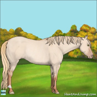 Horse Color:Gold Champagne Dun Rabicano