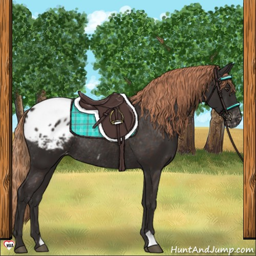 Horse Color:Liver Chestnut Appaloosa Rabicano 