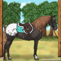 Horse Color:Liver Chestnut Appaloosa Rabicano 
