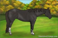 Horse Color:Liver Chestnut  and Liver Chestnut 