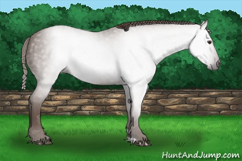 Horse Color:Gray Chestnut 