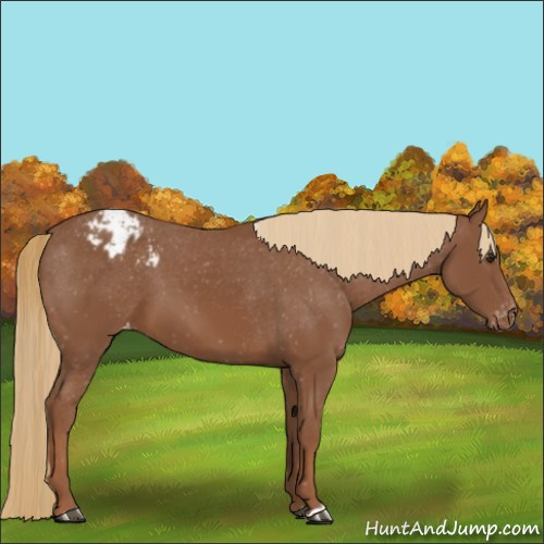 Horse Color:Chestnut Appaloosa 