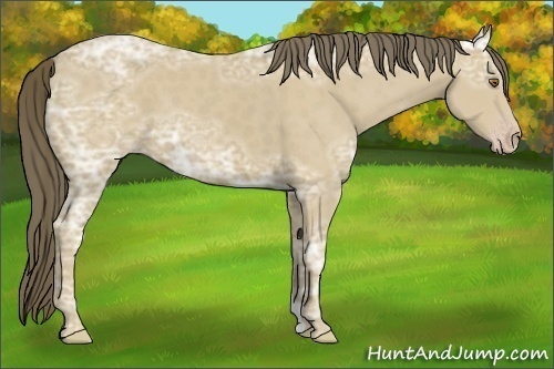 Horse Color:Classic Cream Champagne Ice 