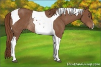 Horse Color:Chestnut Tobiano Rabicano 