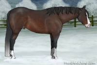 Horse Color:Brown Splash Appaloosa 