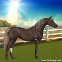 Horse Color:Liver Chestnut 