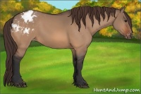 Horse Color:Bay Dun Varnish