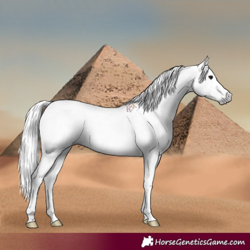 Horse Color:Gray White Spotted Classic Champagne 