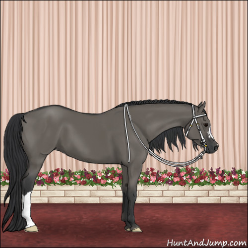 Horse Color:Grullo 