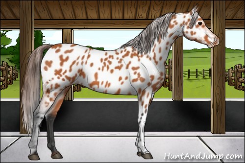 Horse Color:Bay Near Leopard