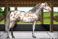 Horse Color:Bay Near Leopard 