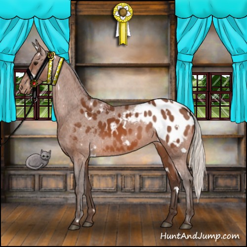 Horse Color:White Spotted Silver Bay Appaloosa 