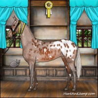 Horse Color:White Spotted Silver Bay Appaloosa 
