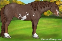 Horse Color:Liver Red Roan Frame 