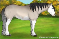 Horse Color:Bay Dun Splash