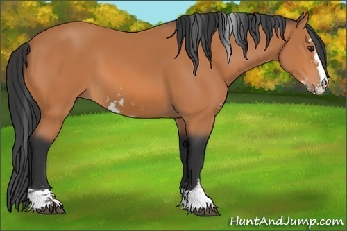 Horse Color:Bay Sabino 