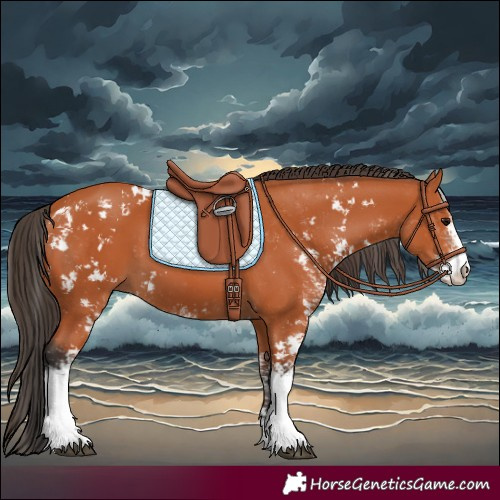 Horse Color:Bay Sabino 