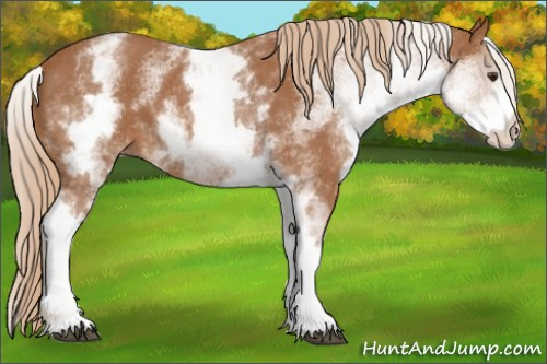 Horse Color:White Spotted Chestnut Sabino 