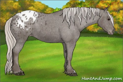 Horse Color:Silver Black Appaloosa 