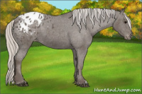 Horse Color:Silver Black Appaloosa 