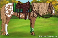 Horse Color:Chestnut Appaloosa