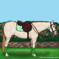 Horse Color:Red Dun Ice Appaloosa 