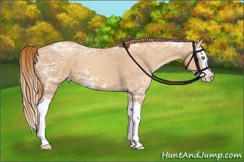 Horse Color:Gold Champagne Ice Splash 
