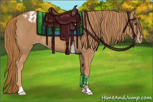 Horse Color:Chestnut Appaloosa 