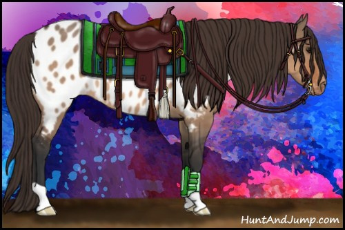 Horse Color:Bay Dun Appaloosa 