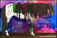 Horse Color:Bay Dun Appaloosa 