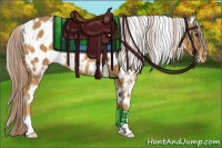 Horse Color:White Spotted Palomino Appaloosa 