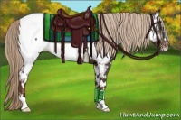 Horse Color:White Spotted Liver Chestnut Appaloosa 