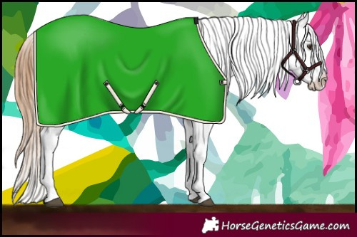 Horse Color:White Spotted Red Dun Appaloosa 