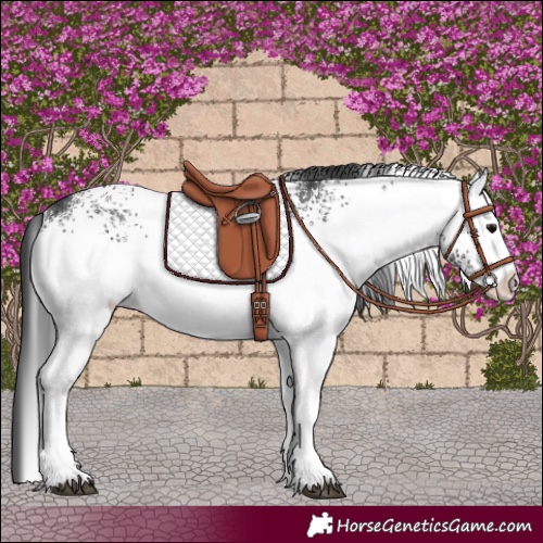 Horse Color:White Spotted Black Rabicano 