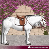 Horse Color:White Spotted Black Rabicano 