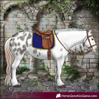 Horse Color:Liver Red Dun Roan Tobiano Appaloosa