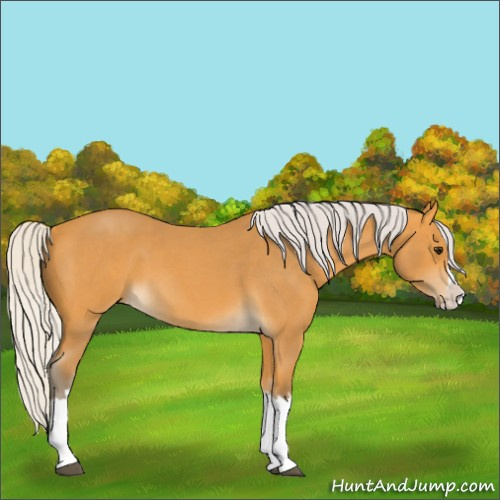 Horse Color:Silver Buckskin Roan Splash