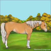 Horse Color:Silver Buckskin Roan Splash
