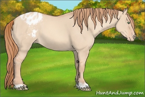 Horse Color:Gold Champagne Dun Appaloosa 