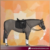 Horse Color:Grullo 