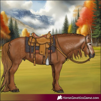 Horse Color:Gray Chestnut 