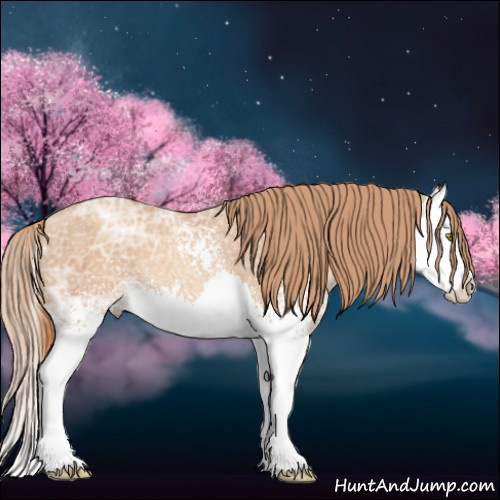 Horse Color:White Spotted Gold Champagne Ice Splash 