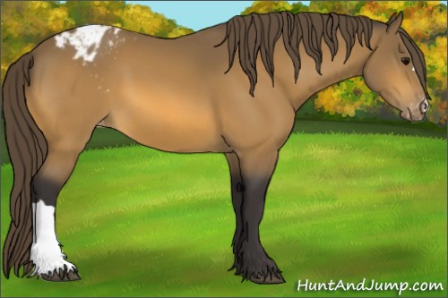 Horse Color:Buckskin Varnish 