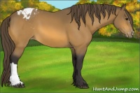 Horse Color:Buckskin Varnish