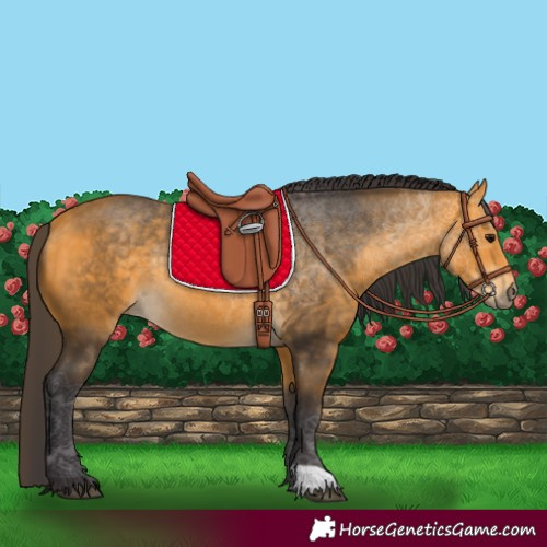 Horse Color:Buckskin 