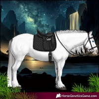 Horse Color:White Spotted Bay Splash 