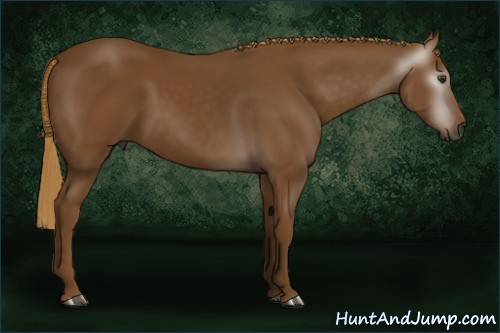 Horse Color:Gray Chestnut 