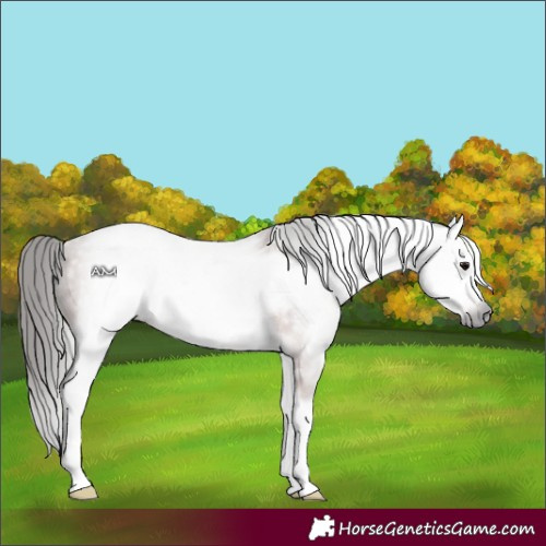 Horse Color:Gray White Spotted Bay Frame 