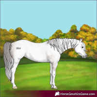 Horse Color:Gray White Spotted Bay Frame 